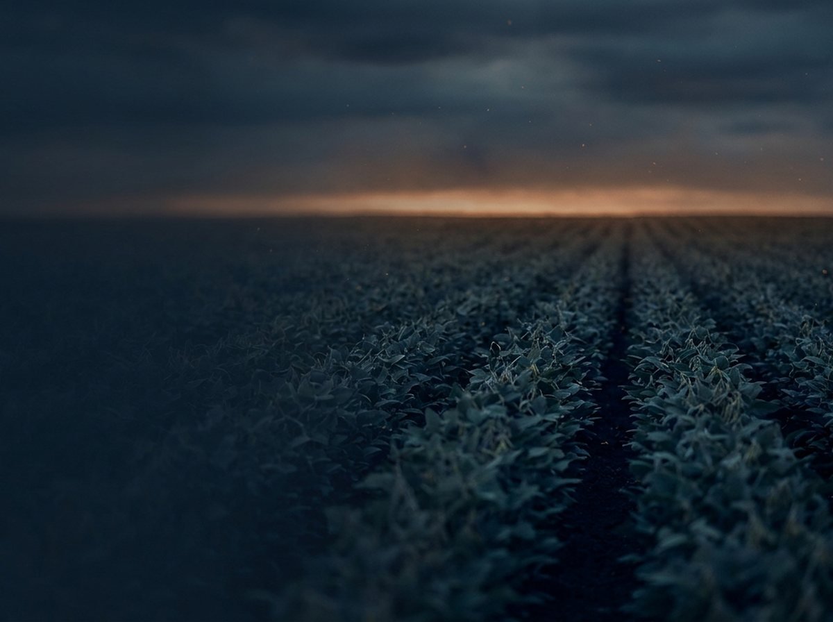 Produtor rural observando a lavoura ao entardecer